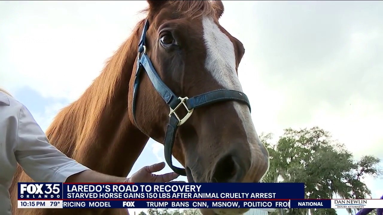 Rescued horse recovering after alleged neglect in Flagler County