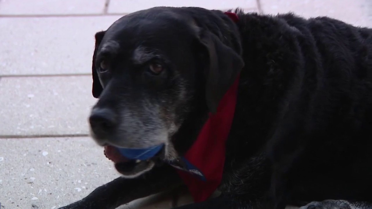 The tales of Gunner the dog helps Bay area rescues