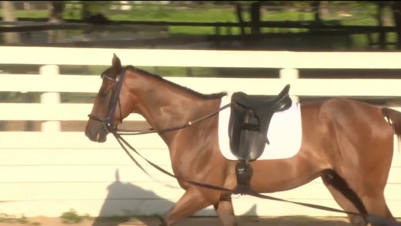 Equestrian Inc.