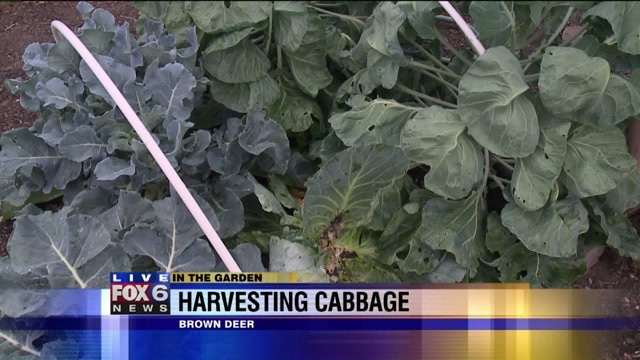 Harvesting cabbage from the FOX6 Garden