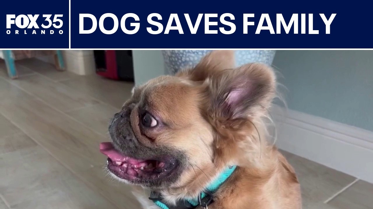 Hero pups save family from overnight house fire in Palm Bay