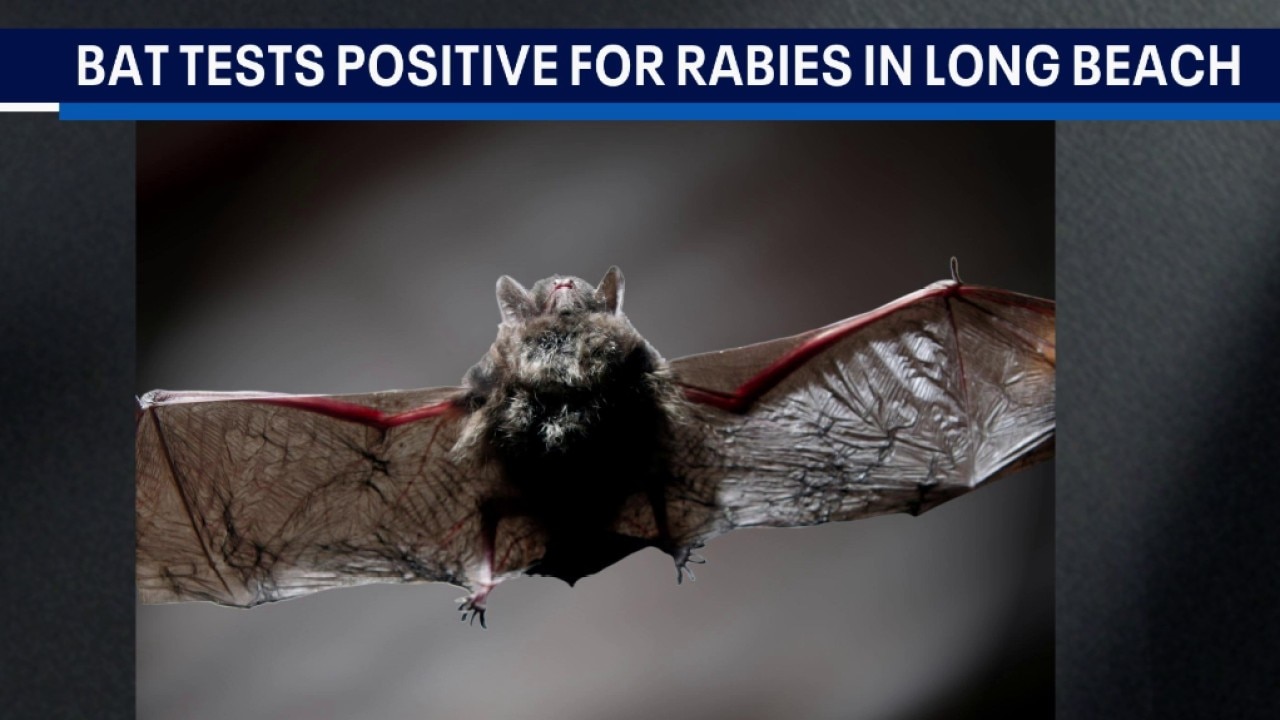 Bat tests positive for rabies in Long Beach
