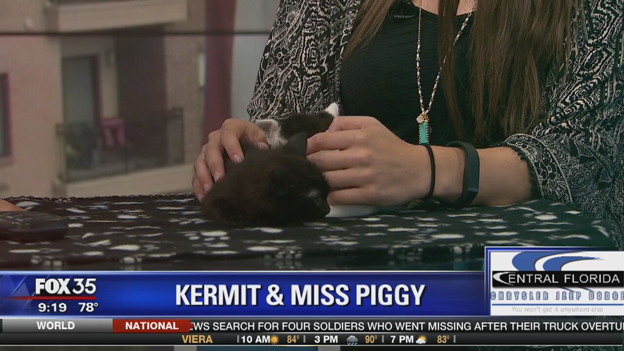Adopt a Pet: Kermit and Miss Piggy