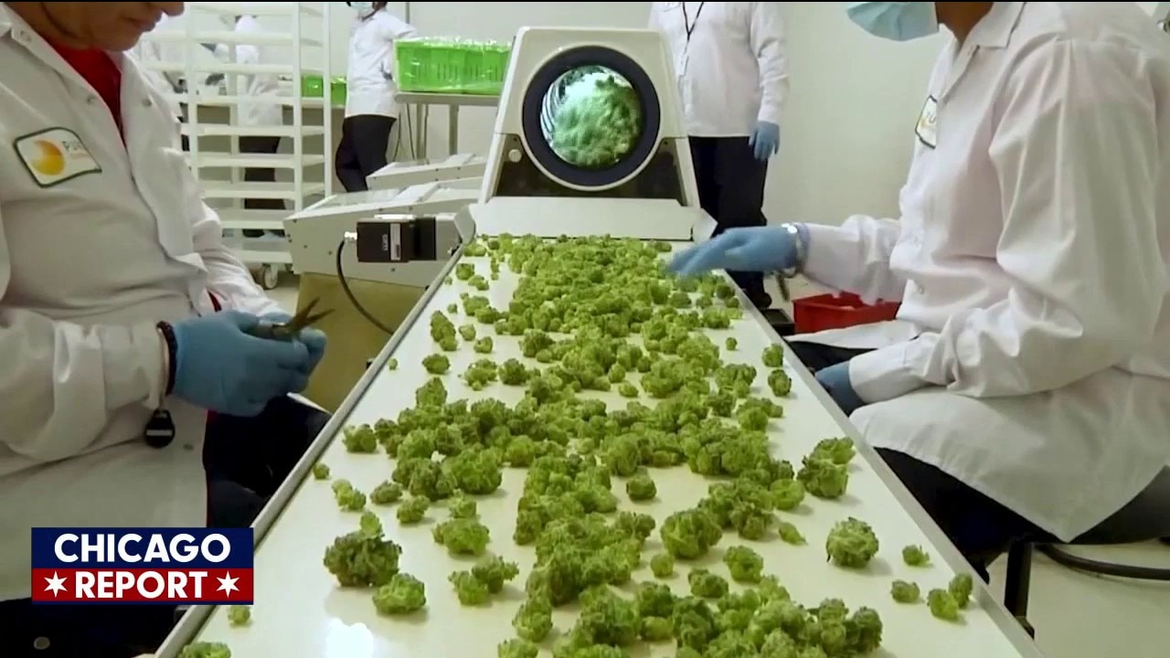 State rep talks about what marijuana reclassification means for Illinois | The Chicago Report