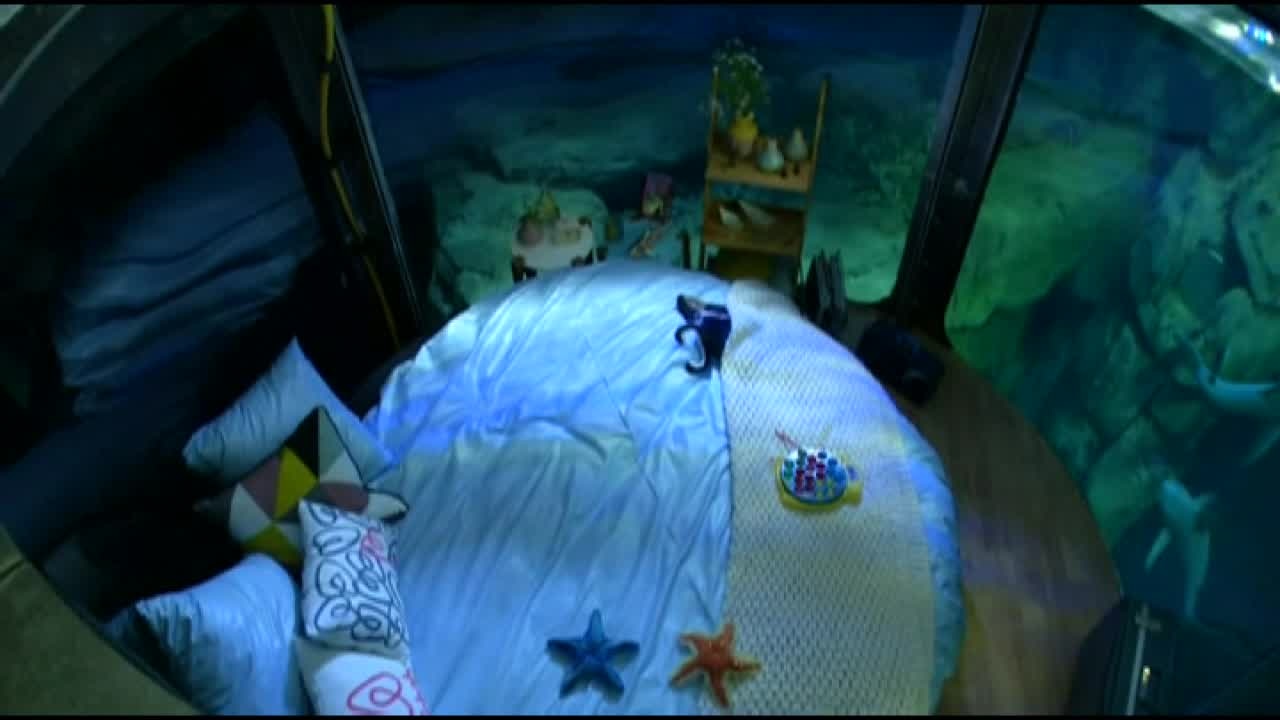 Sleep with 35 sharks