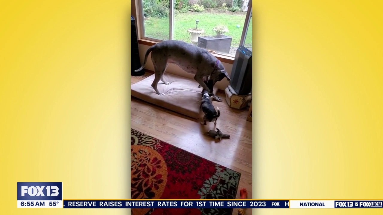 Good Day Pet Tricks for Thursday, Sept. 17