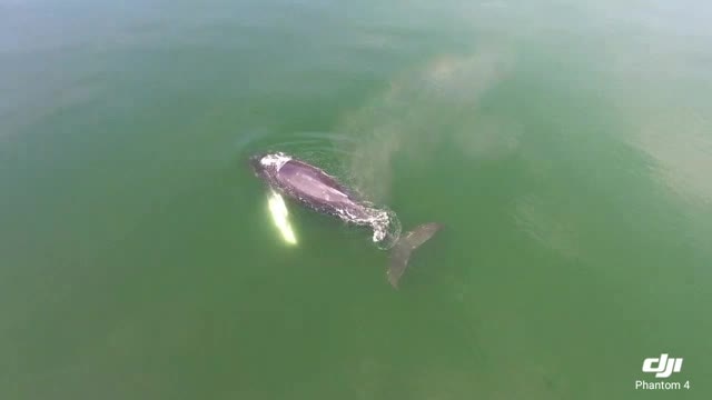 Drone video of humpback whale in Puget Sound