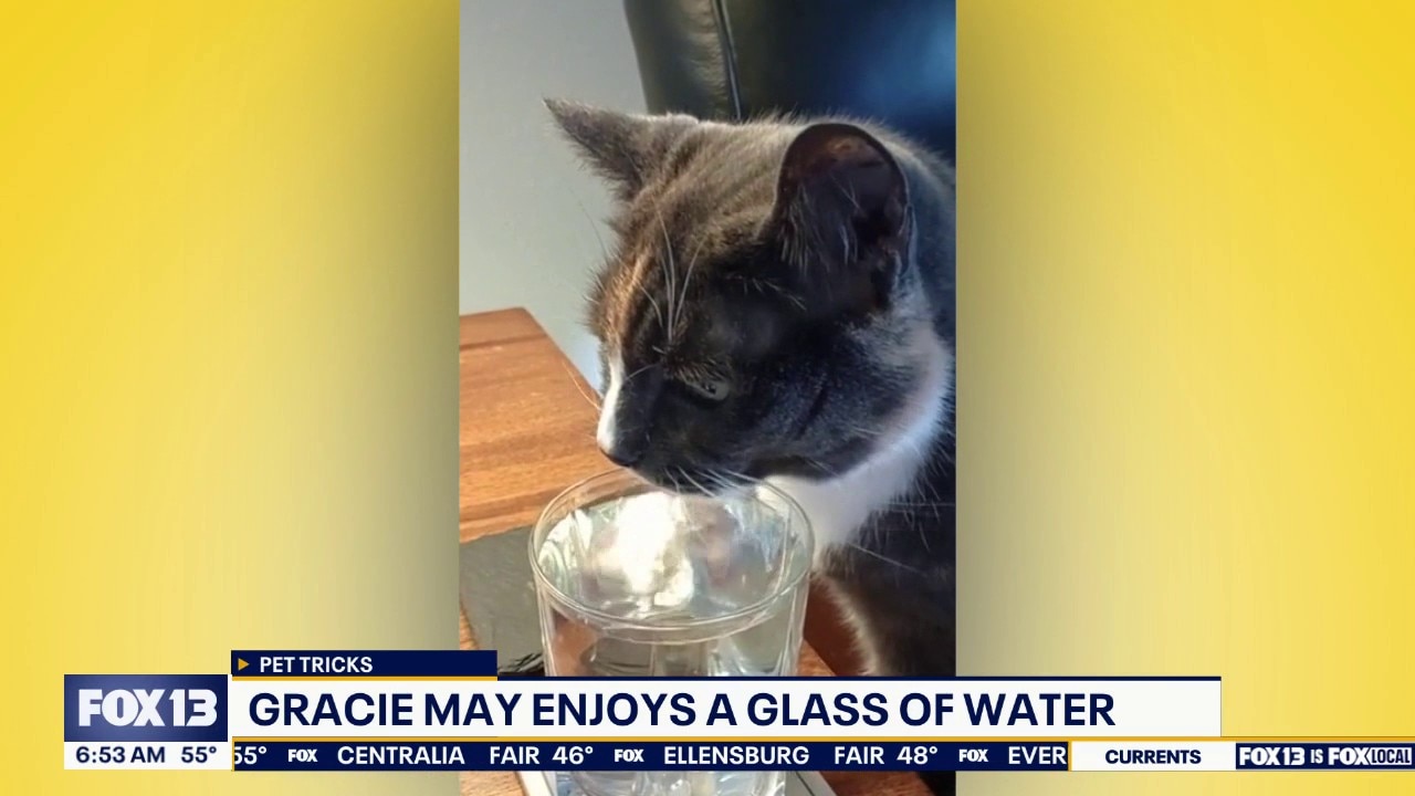 Pet Tricks for Monday, April 20