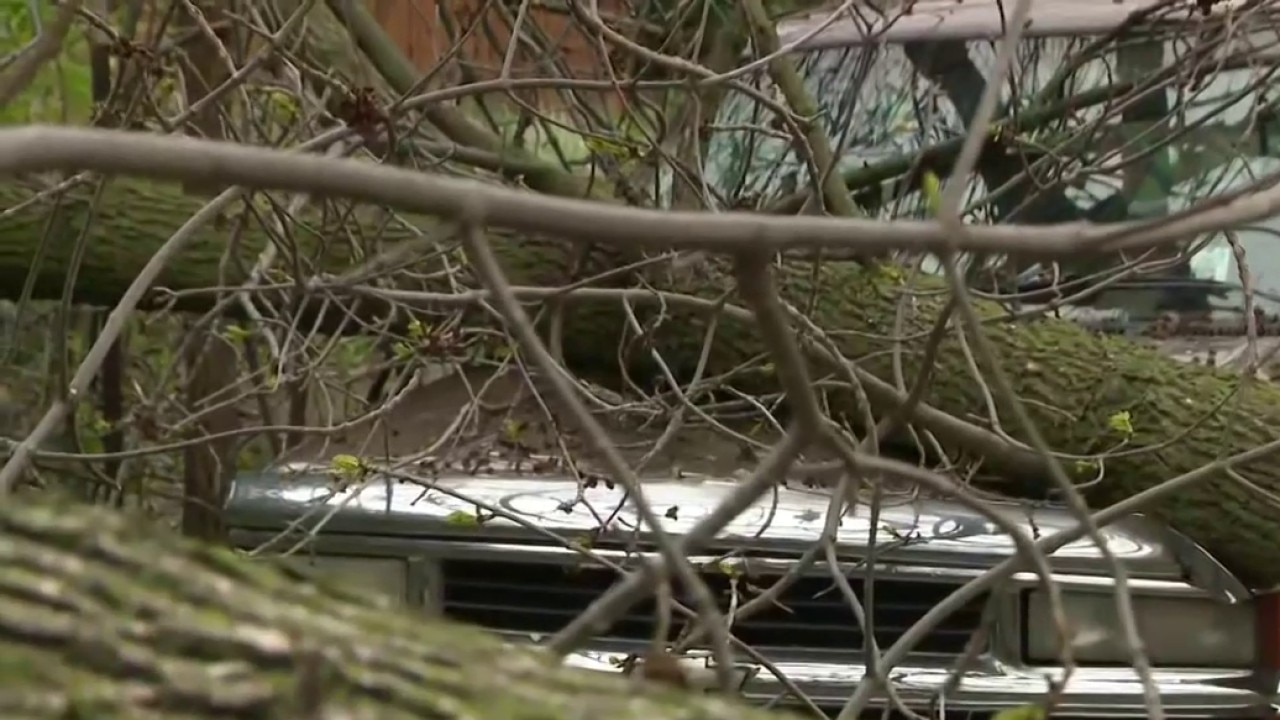 Wind gusts topple trees in Milwaukee's Riverwest neighborhood