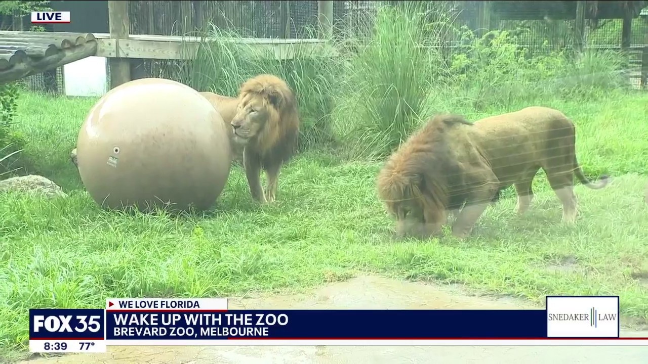 Wake Up with the Zoo at Brevard Zoo