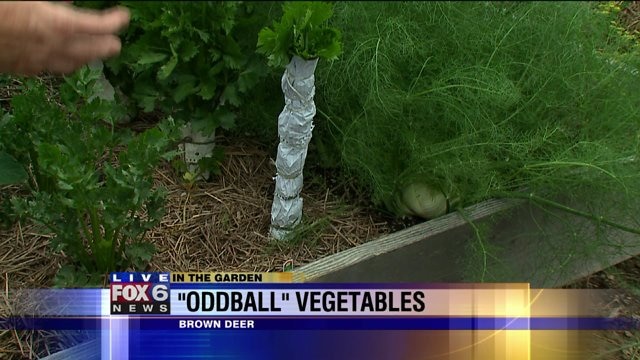 Take a look at "oddball" veggies we`ve never grown before