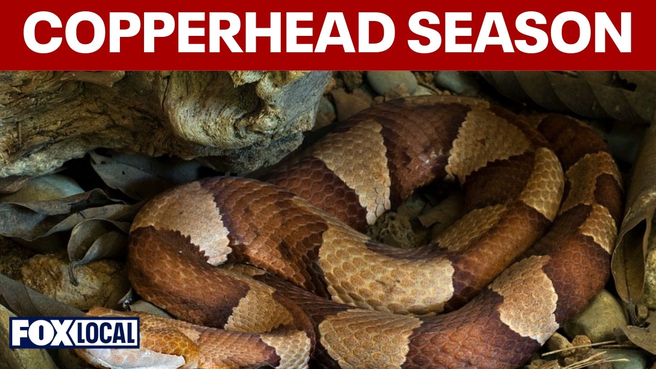 Experts warn copperhead season is starting early in Northern Virginia