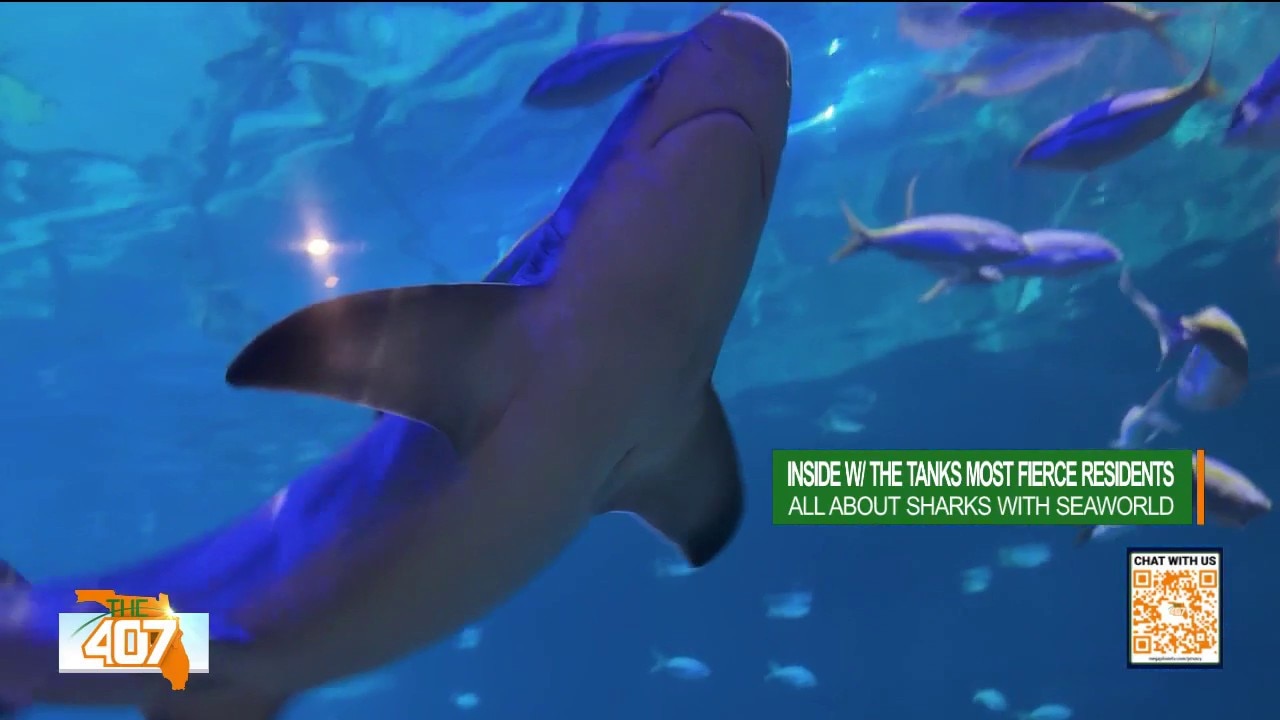 Behind the scenes at SeaWorld: Watch shark feeding time up close!