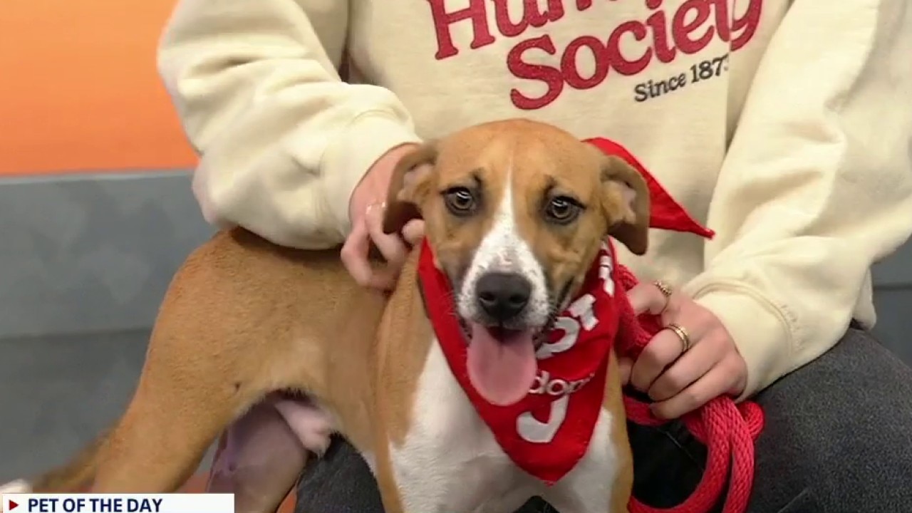 Pet of the day: Korn