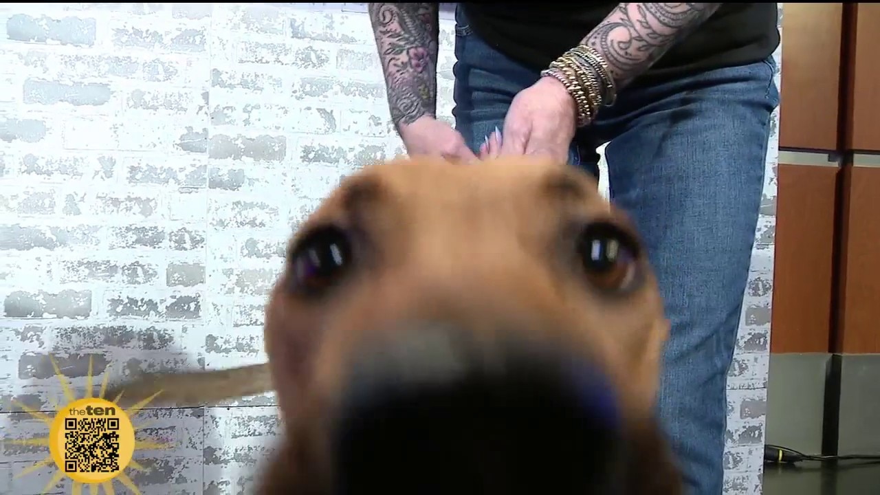 New Leash on Life | The Ten