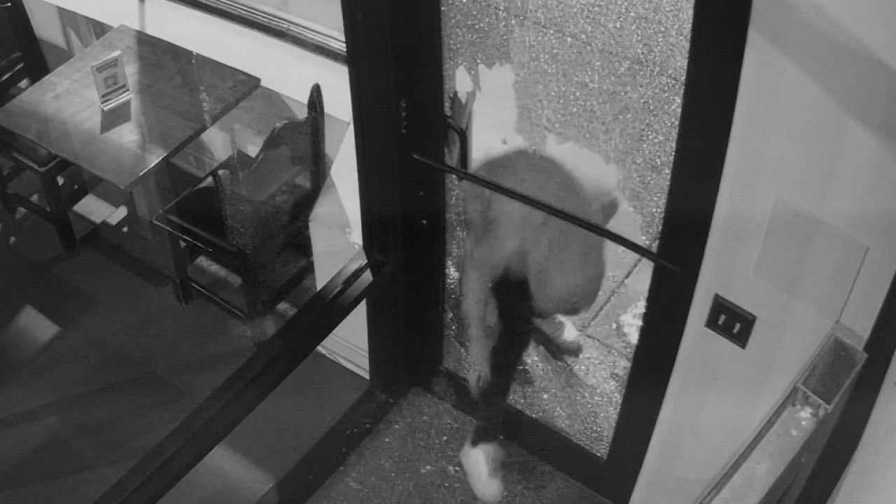 South Side break-in spree targets 5 businesses, including Hyde Park coffee shops