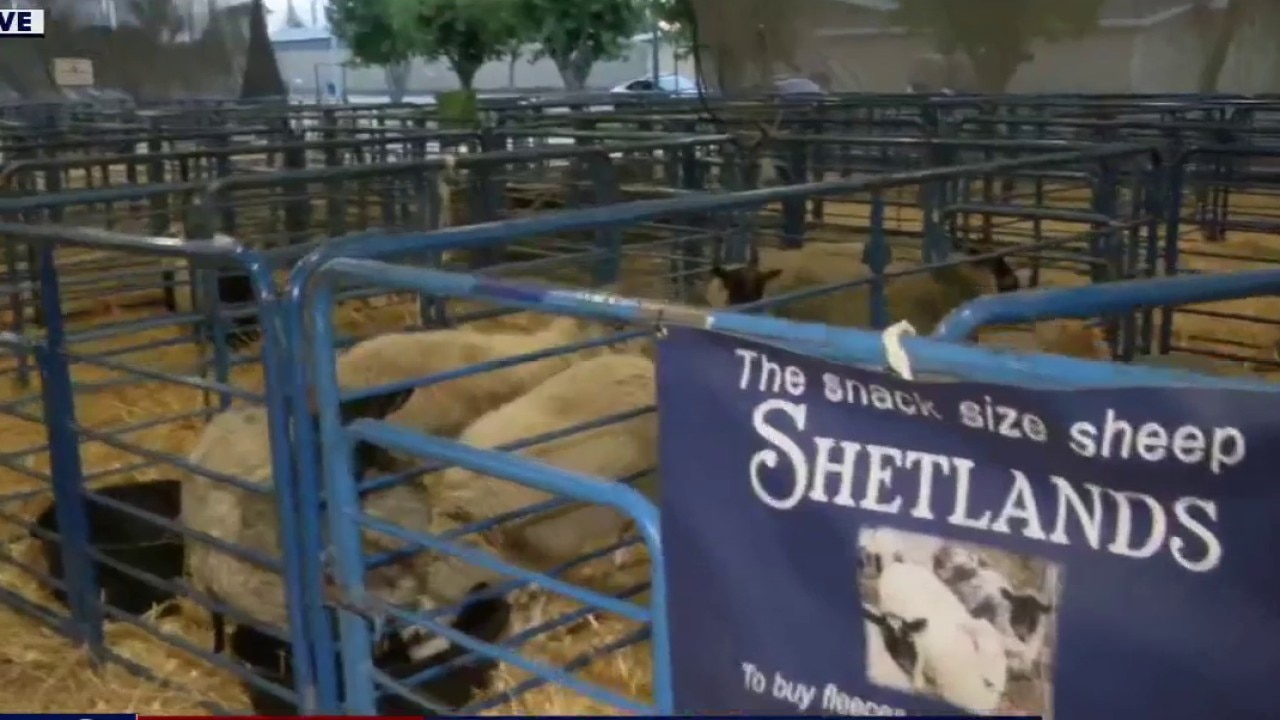 Livestock, animals at the Alameda County Fair 