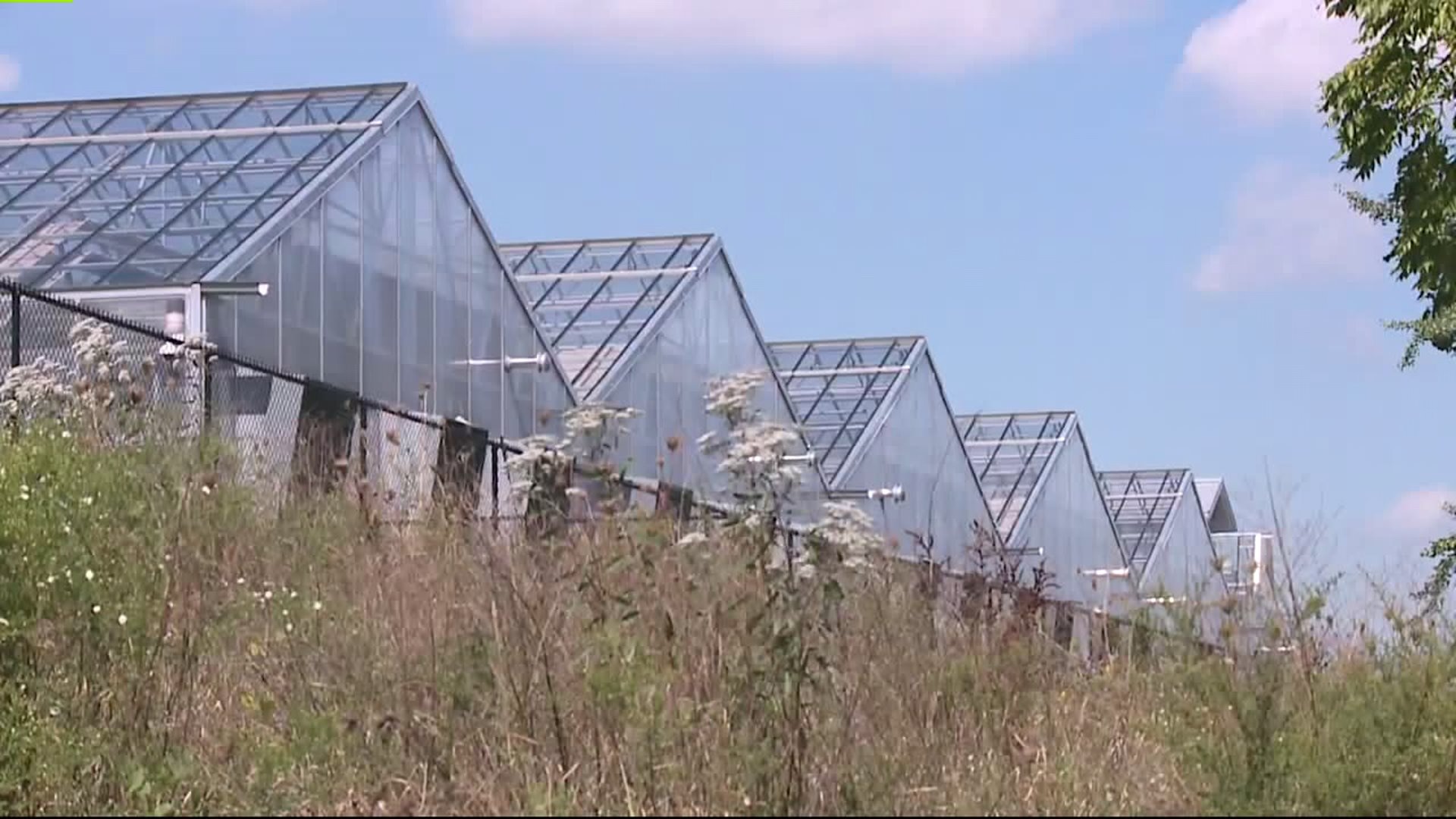 Milwaukee County hemp proposal