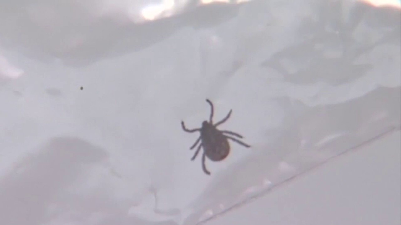 Georgia's most common tick can change your life
