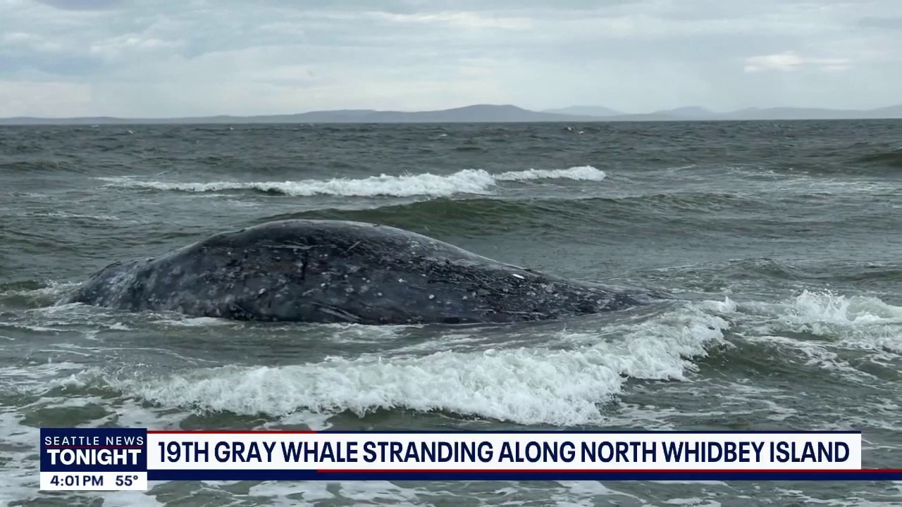 19th dead grey whale found on Whidbey Island