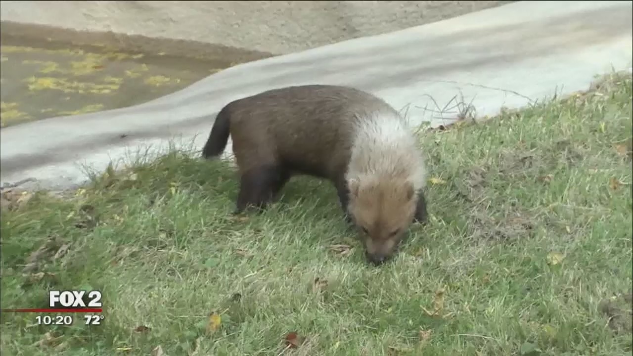 Meet Miranda and Chester: bush dogs at Detroit Zoo