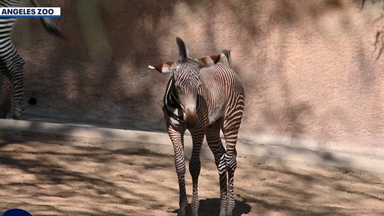 LA Zoo welcomes rare endangered zebra foal