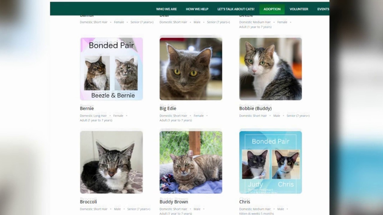 Arlington, WA shelter to host cat adoption event on Oct. 24