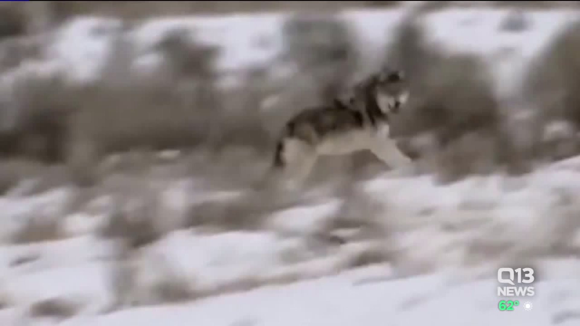 Gov. Inslee looking for changes in wolf management
