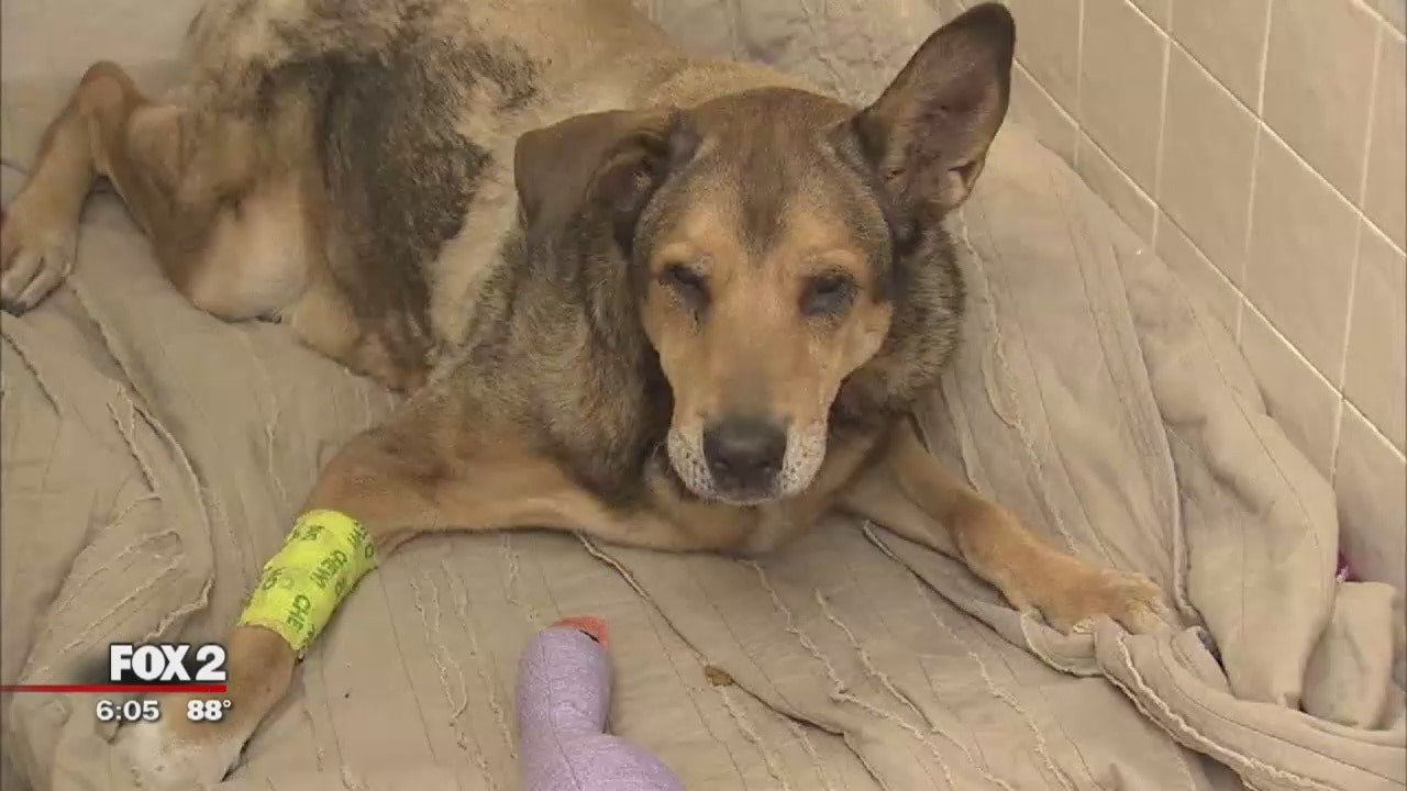 Dog dragged behind bike with extension cord around neck