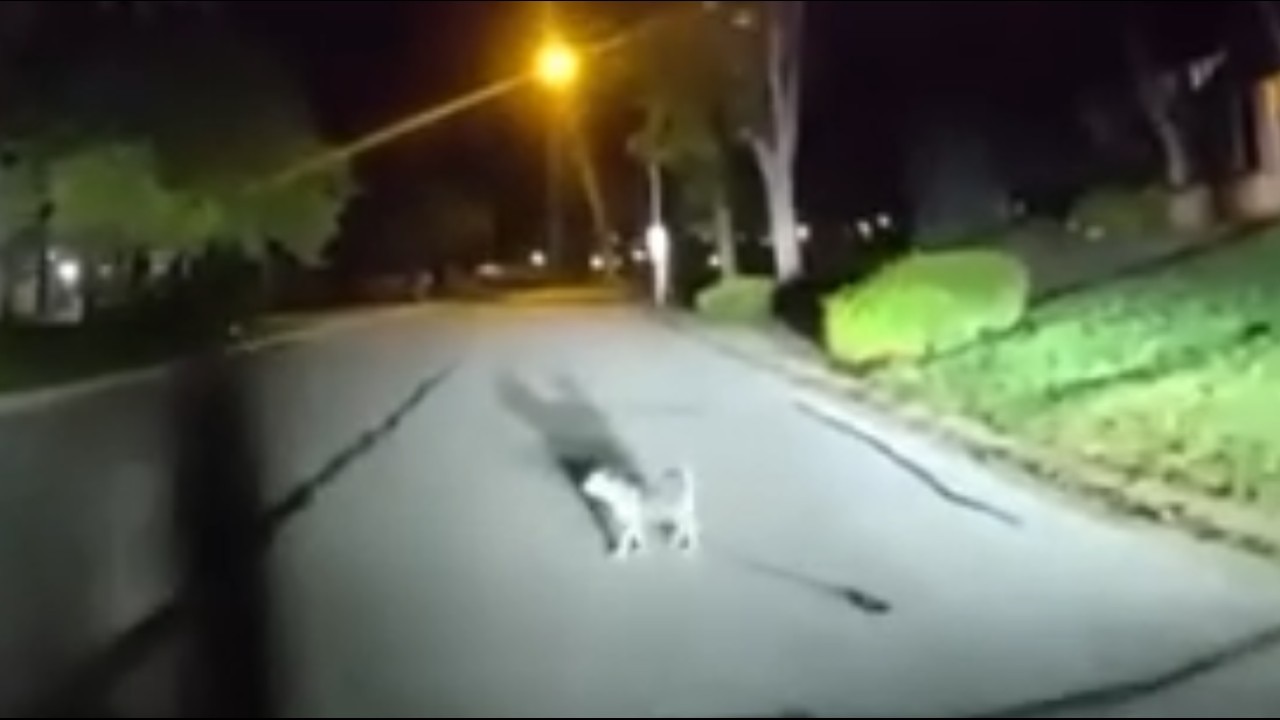 Dog flags down police for help