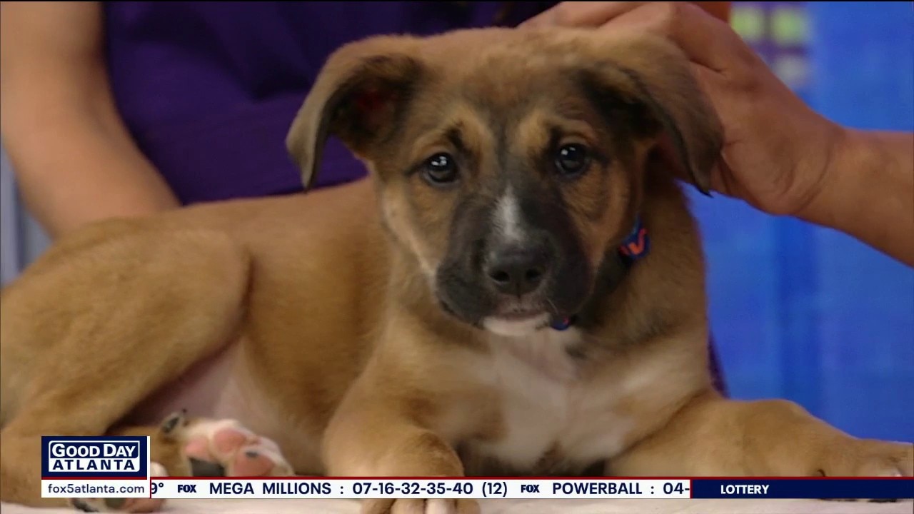 Pet of the day: Cosmo