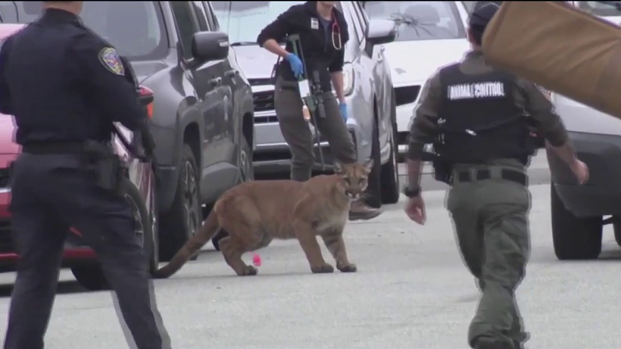 Mountain Lion captured in Outer Sunset