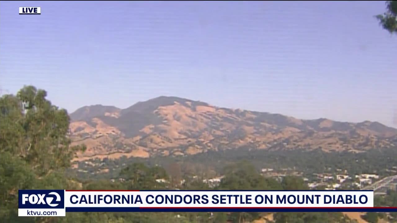 California condors return to Contra Costa County