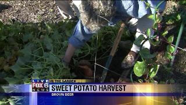 Sweet potato harvest