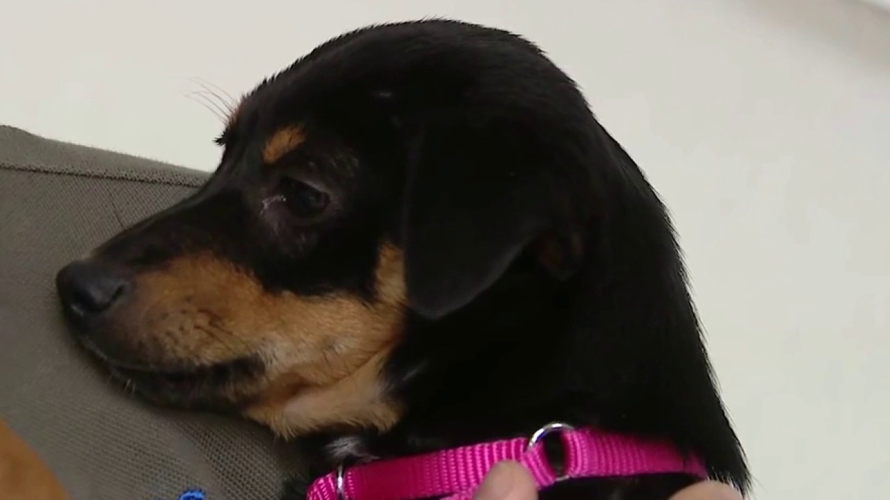 National adopt a shelter pet day