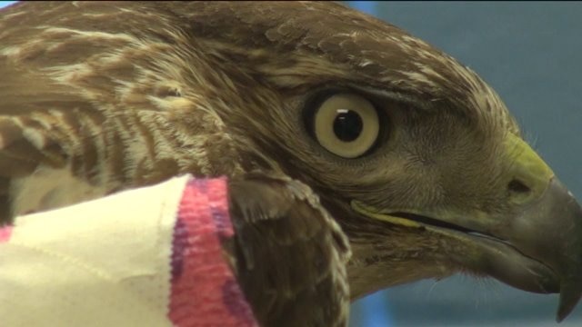 "It was in bad shape:" New Berlin family rescues red-tailed hawk, bird of prey recovering