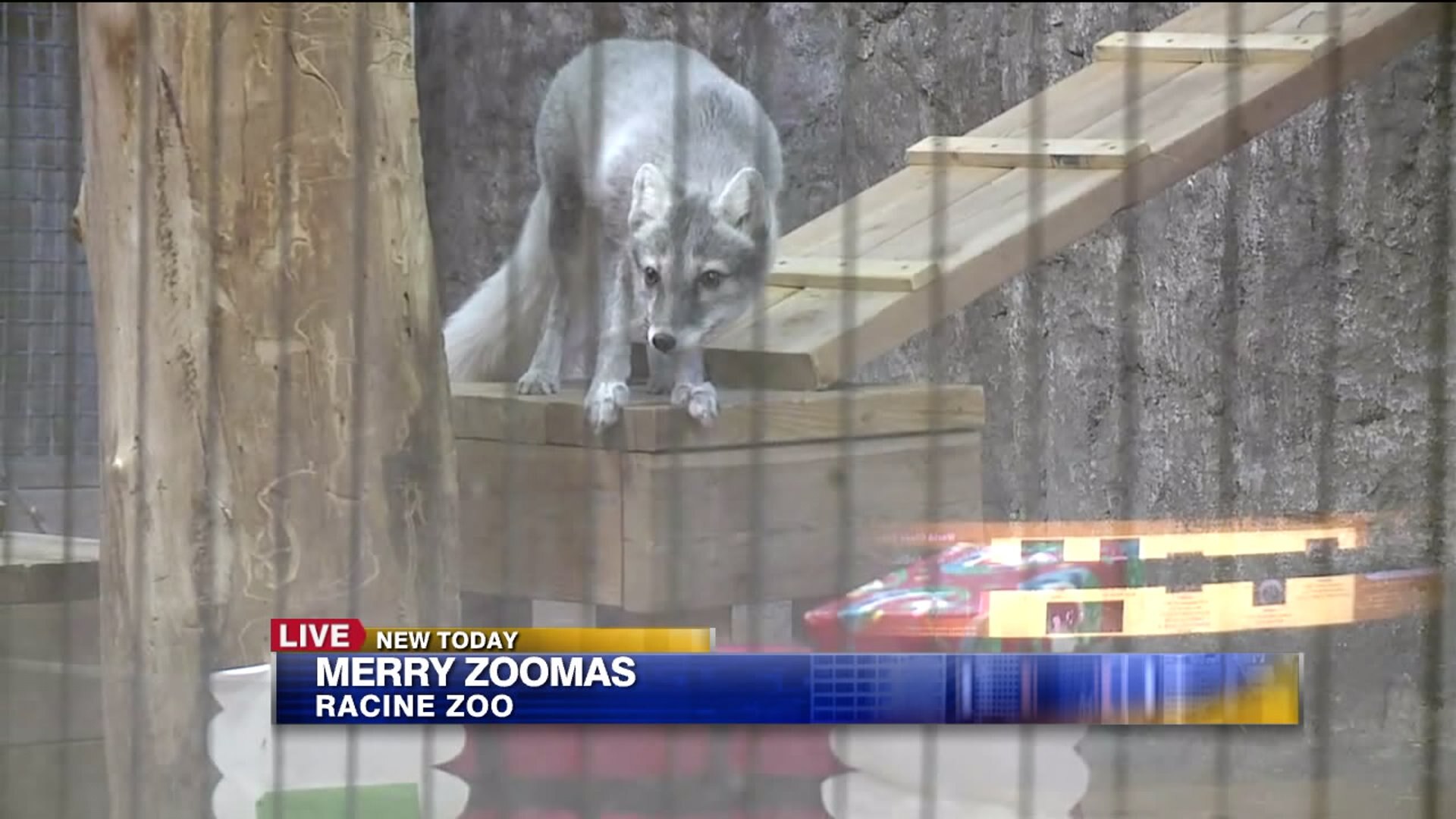 Animals who love the cold