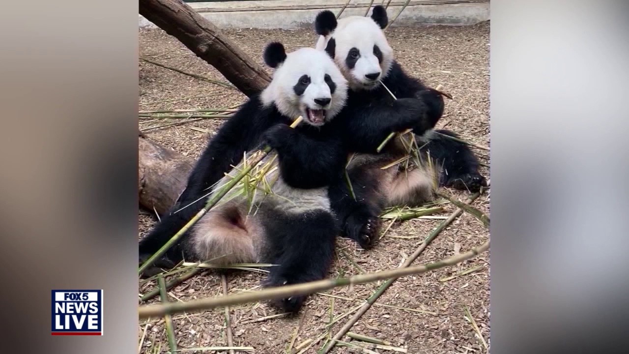 Meet Zoo Atlanta's new giant pandas