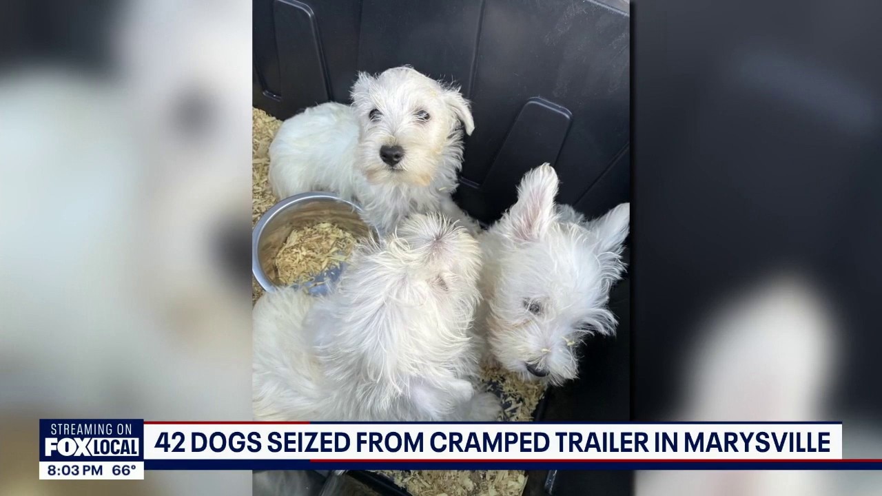 42 dogs seized from Marysville trailer now recovering in Everett