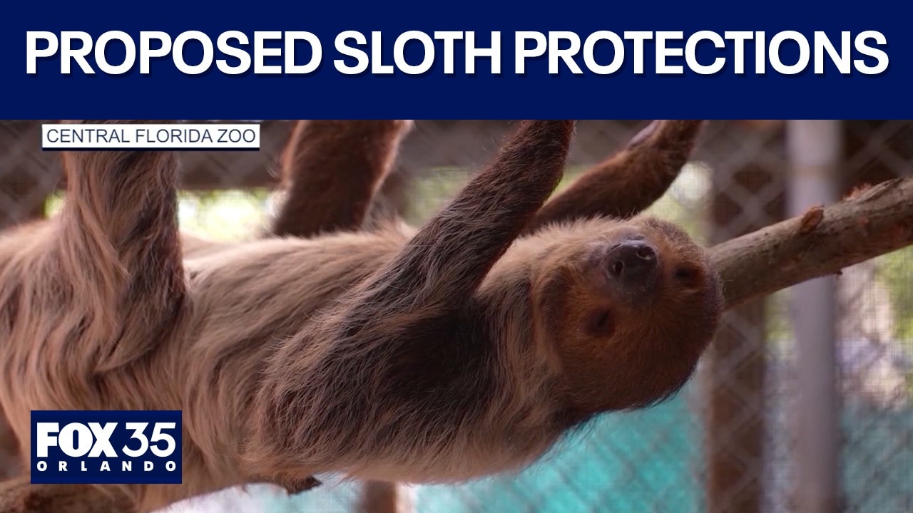 5 changes FWC could make to protect imported sloths: advocacy group