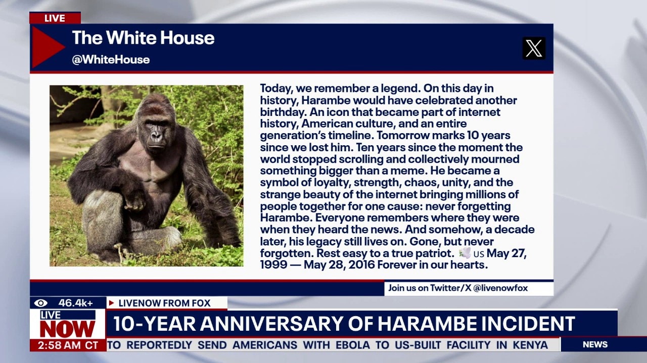 Remembering Harambe 10 years later