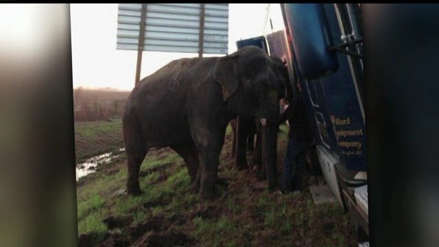 Elephants help keep truck upright in Louisiana