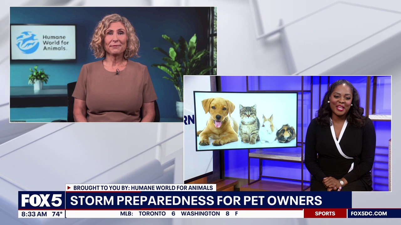 Storm Preparedness For Pet Owners