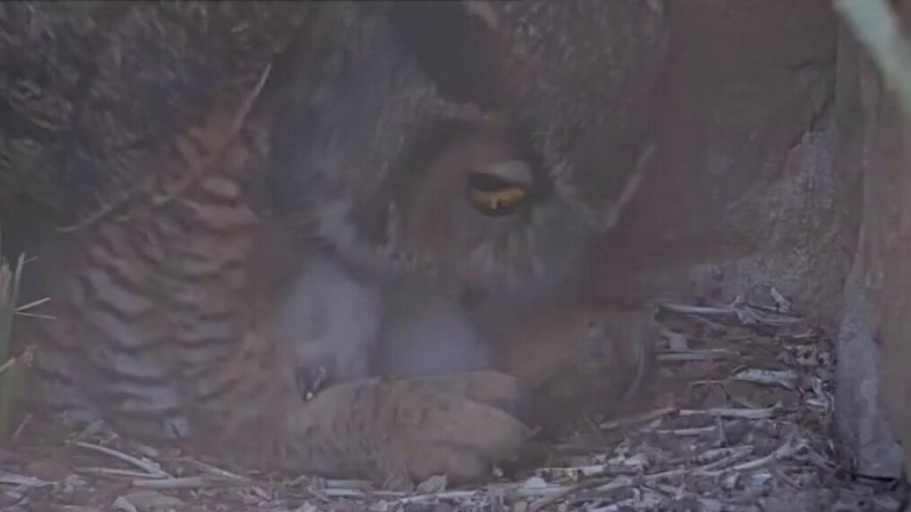 Owlet of Athena released into the wild