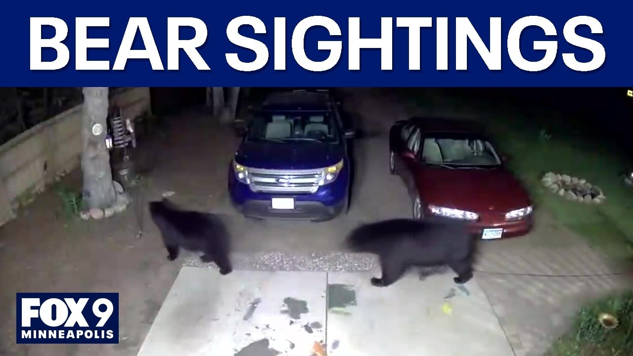 Twin Cities bear sightings on the rise