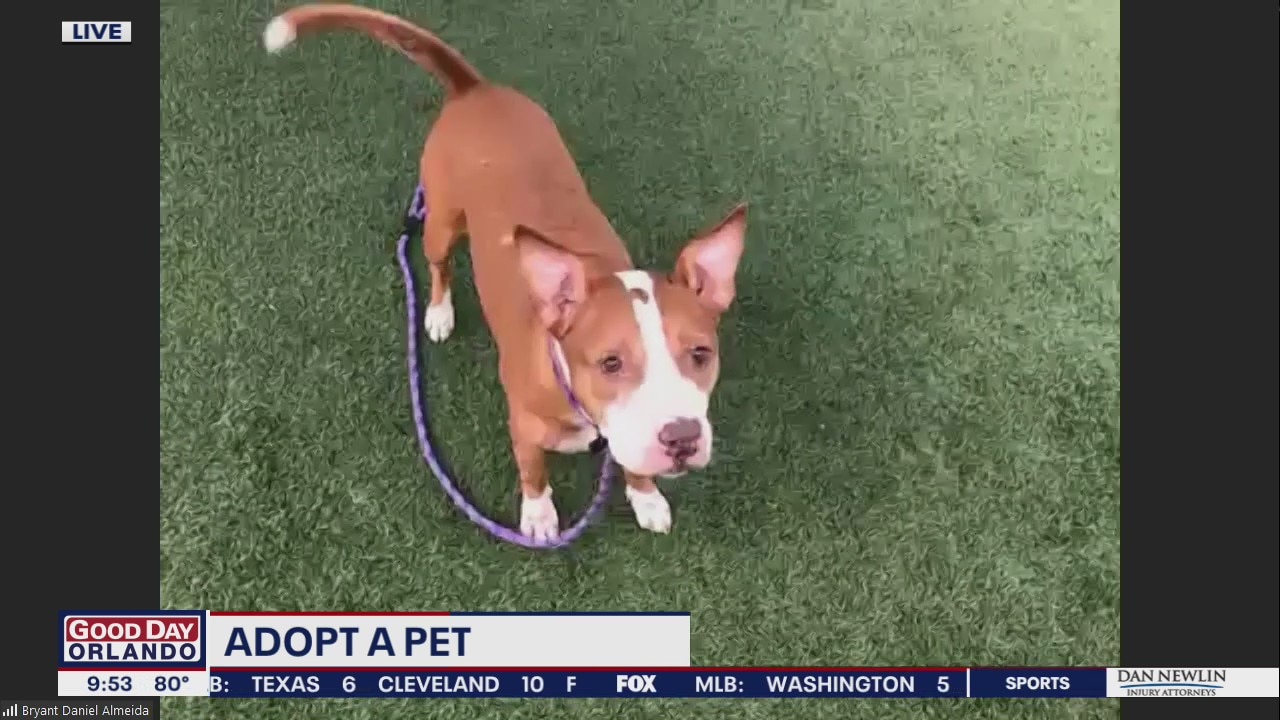 Adopt a pet: Meet Loki