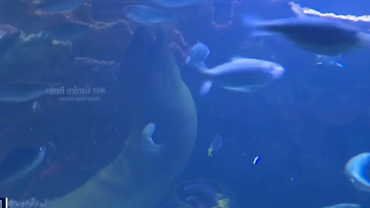 Scuttlebutt Reef at the Chattanooga Aquarium