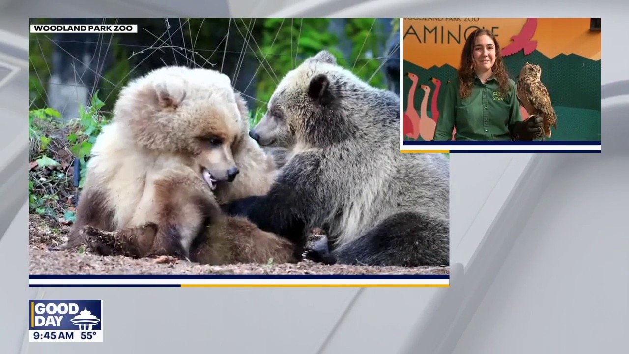 OktoBEARfest is back at Seattle's Woodland Park Zoo
