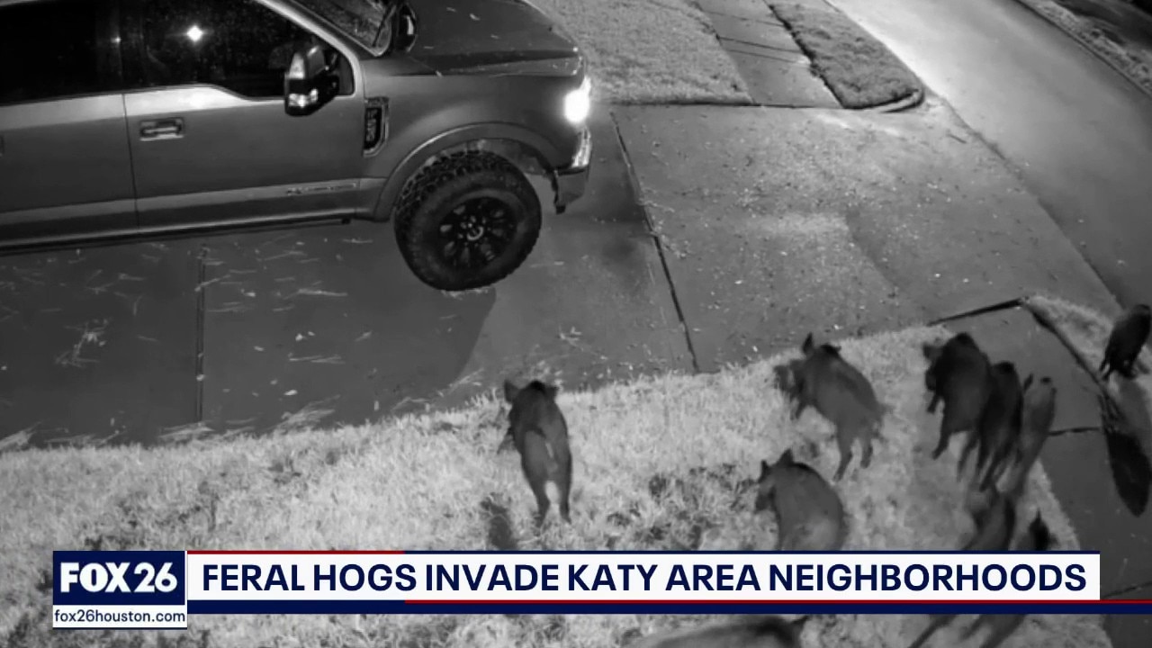 Over 120 feral hogs destroying Katy neighborhoods
