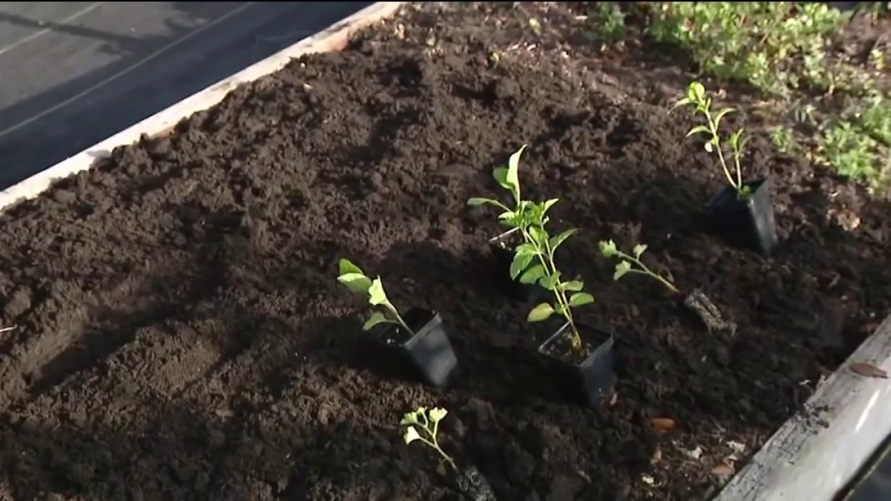 Variety-dependent plants during summer heat 